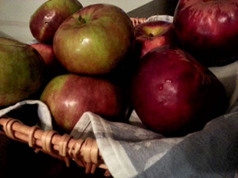 Variety of locally grown apples
